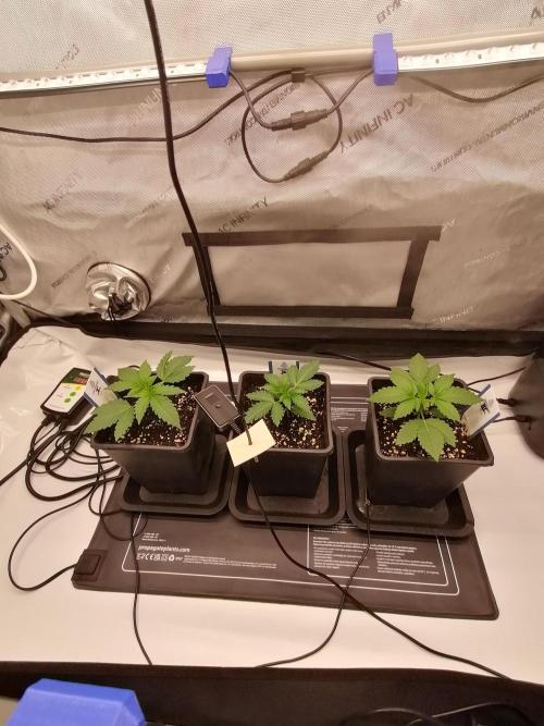 Die nächste Kirsche. Week 2 - Tag10