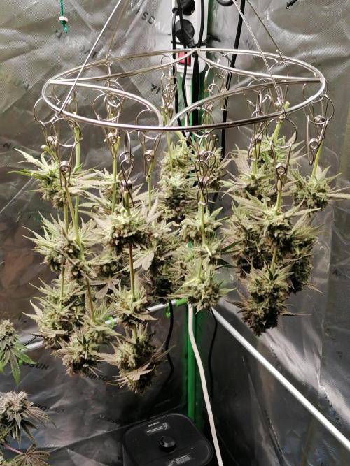 Nectar Drip (Zamnesia&TICAL). Week 17 - Tag65 Blüte 