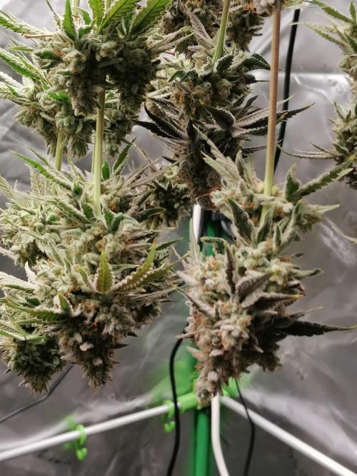 Nectar Drip (Zamnesia&TICAL). Week 17 - #1