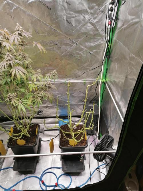 Nectar Drip (Zamnesia&TICAL). Week 17 - Tag65 Blüte 