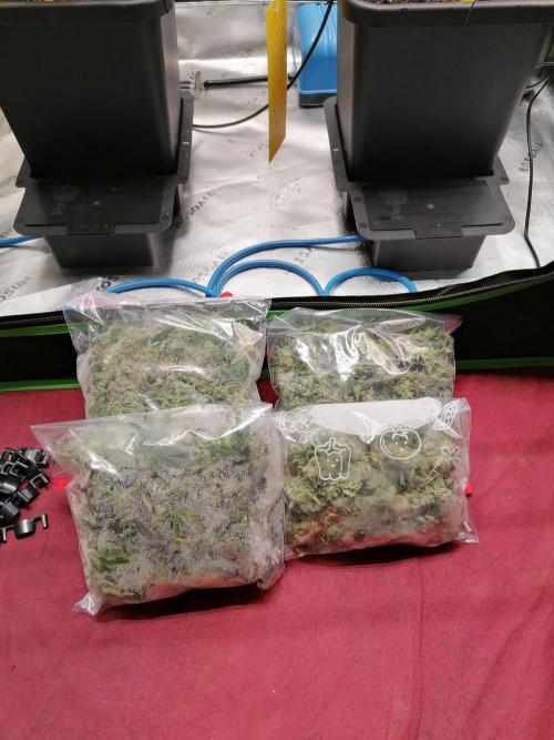 Nectar Drip (Zamnesia&TICAL). Week 17 - Bereit zum Waschen. 