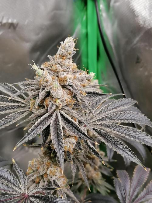 Nectar Drip (Zamnesia&TICAL). Week 17 - #3