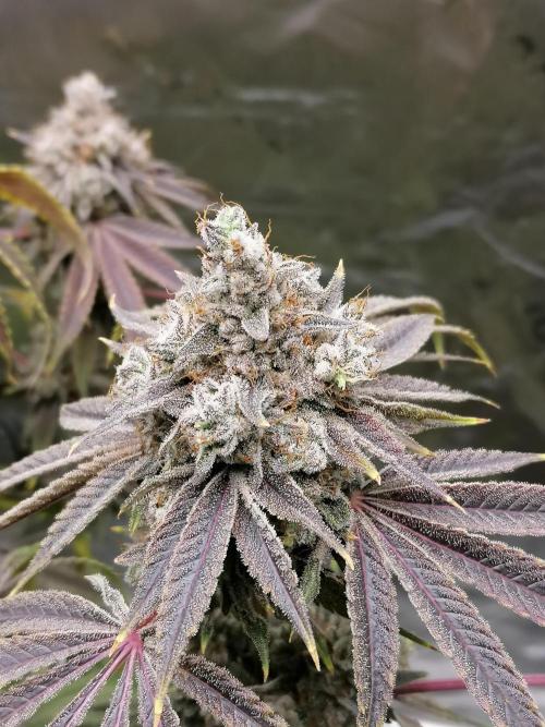 Nectar Drip (Zamnesia&TICAL). Week 17 - #2