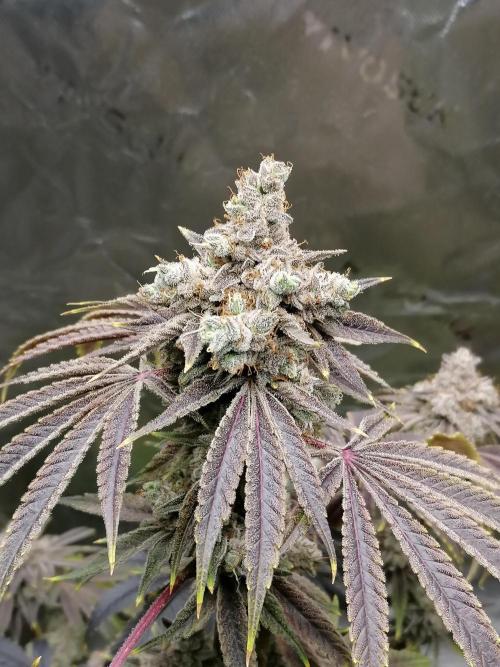 Nectar Drip (Zamnesia&TICAL). Week 17 - #2