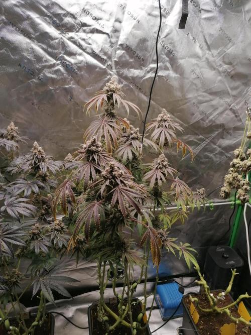 Nectar Drip (Zamnesia&TICAL). Week 17 - #2