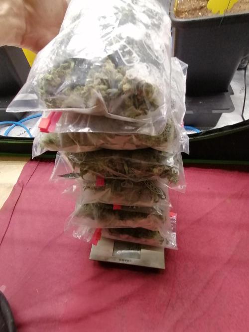 Nectar Drip (Zamnesia&TICAL). Week 17 - Etwas zum waschen😎