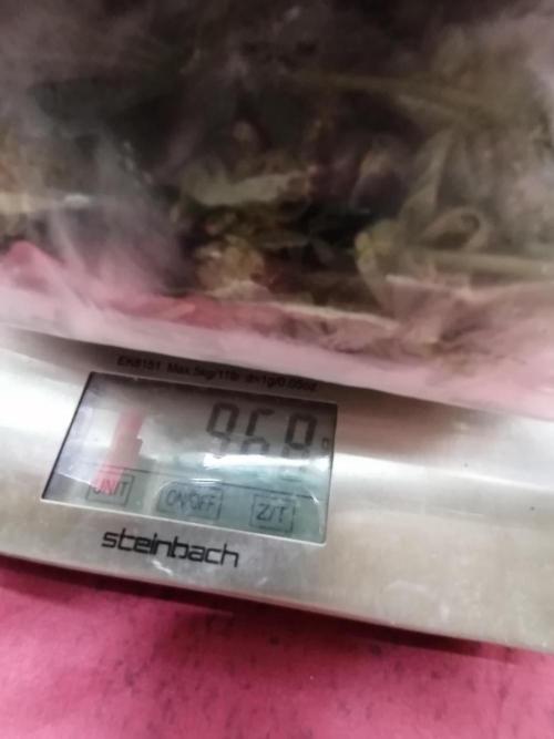 Nectar Drip (Zamnesia&TICAL). Week 17 - Etwas zum waschen😎