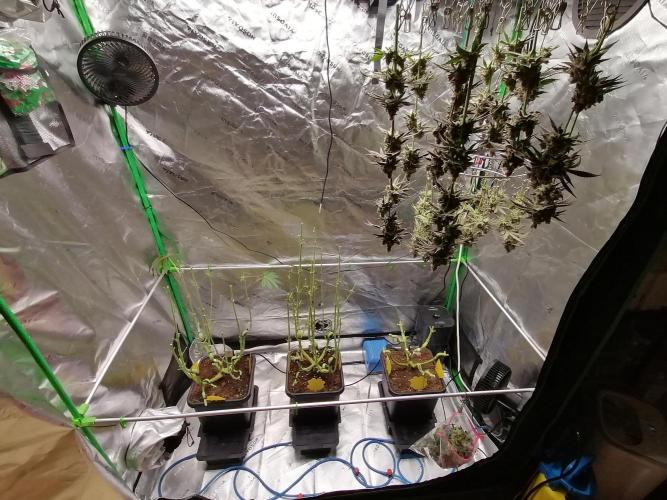 Nectar Drip (Zamnesia&TICAL). Week 17 - Tag69 Blüte
Alle 3 haben es geschafft🥀🥀