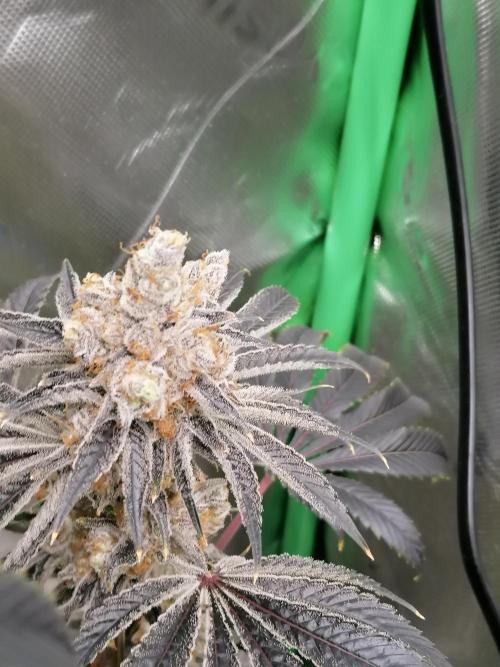 Nectar Drip (Zamnesia&TICAL). Week 17 - #3