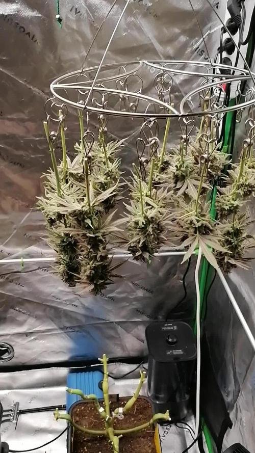 Nectar Drip (Zamnesia&TICAL)