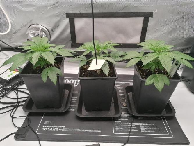 Die nächste Kirsche. Week 3