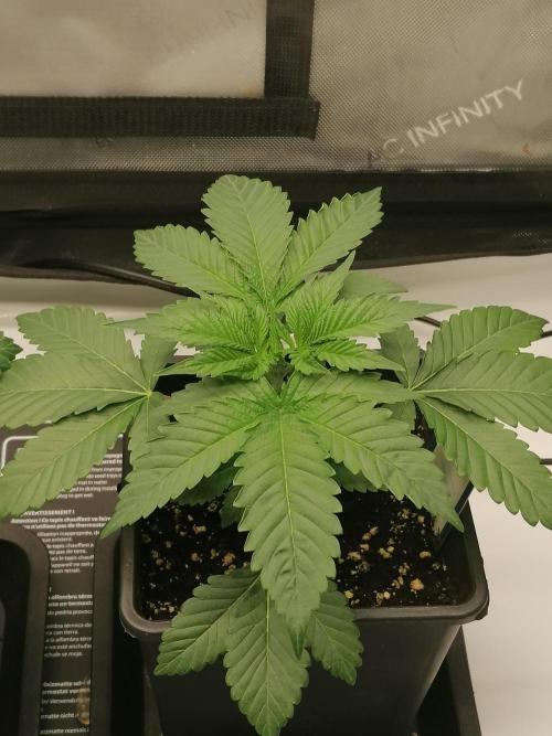 Die nächste Kirsche. Week 3