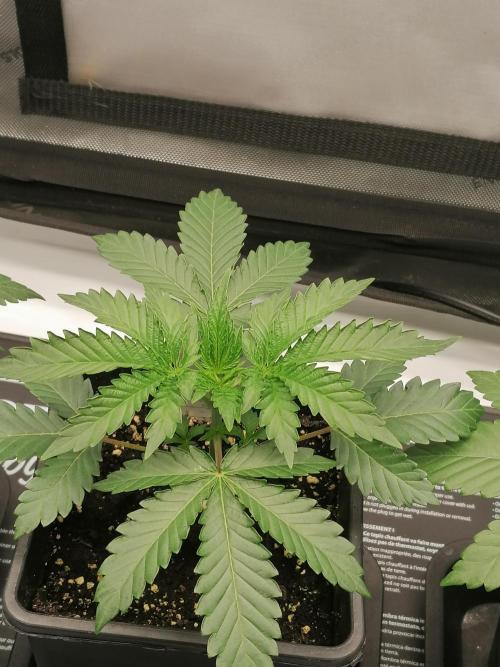 Die nächste Kirsche. Week 3