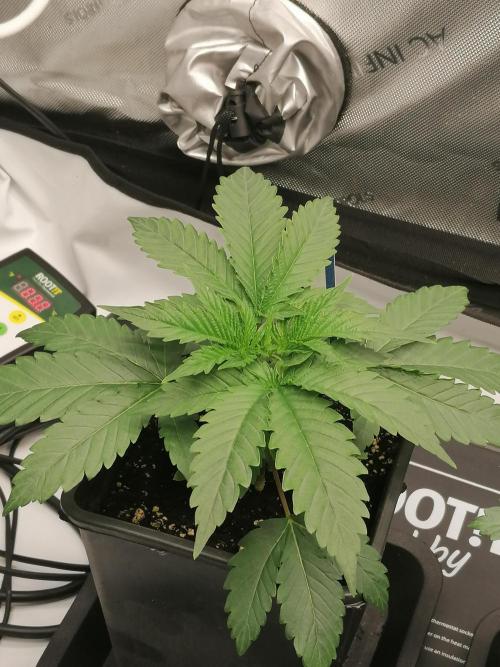 Die nächste Kirsche. Week 3