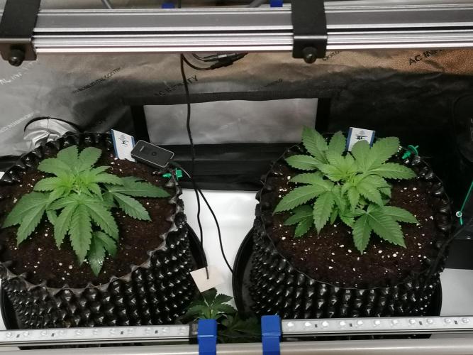 Die nächste Kirsche. Week 3 - Tag16