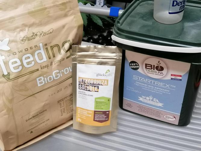 Die nächste Kirsche. Week 3