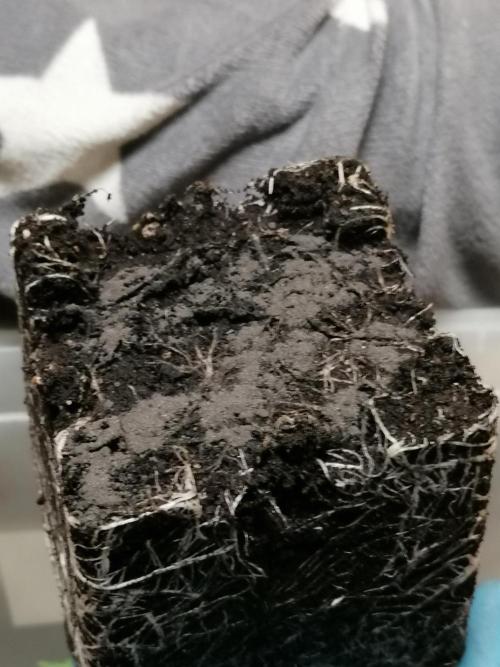 Die nächste Kirsche. Week 3