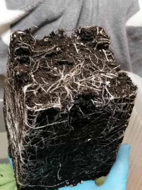 Die nächste Kirsche. Week 3