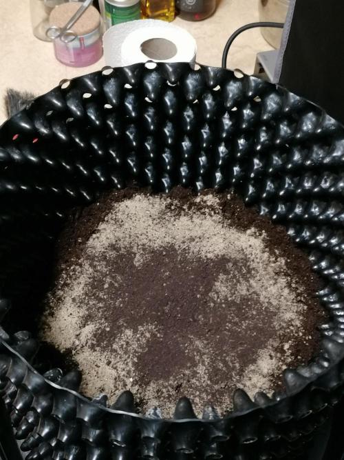 Die nächste Kirsche. Week 3 - Greenhouse Feeding BioGrow und Biotabs Startrex 