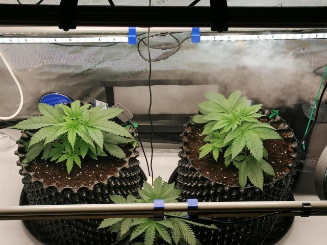 Die nächste Kirsche. Week 3 - Tag22