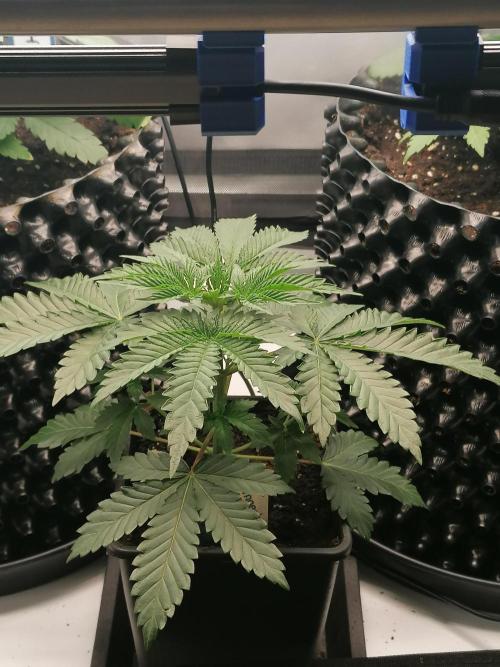 Die nächste Kirsche. Week 3 - Tag22
#3