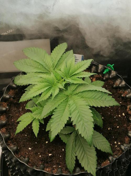 Die nächste Kirsche. Week 3 - Tag22
#1