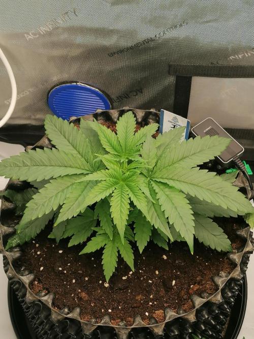 Die nächste Kirsche. Week 3 - Tag22
#2