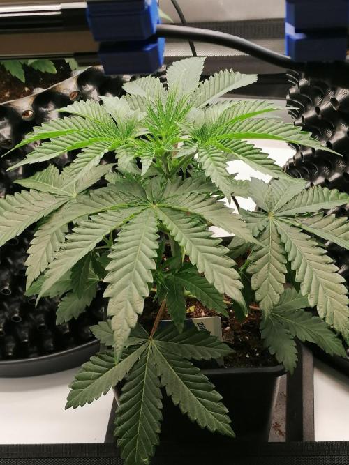 Die nächste Kirsche. Week 4 - #3