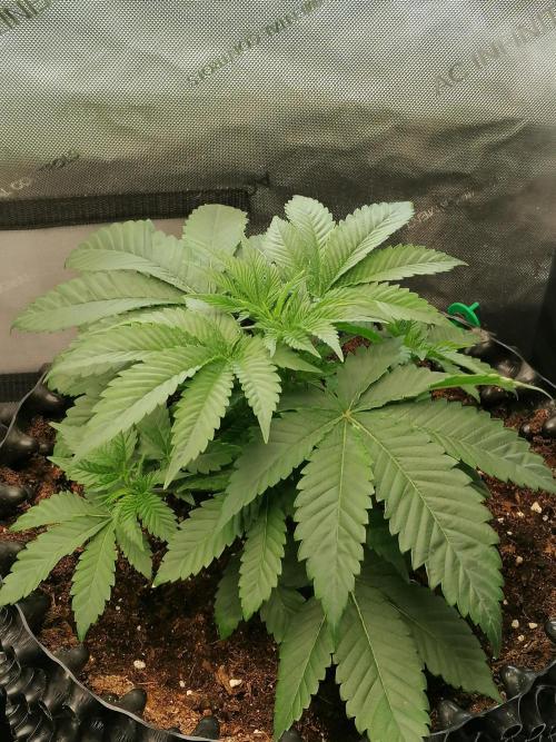 Die nächste Kirsche. Week 4 - #2