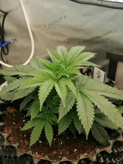 Die nächste Kirsche. Week 4 - #1