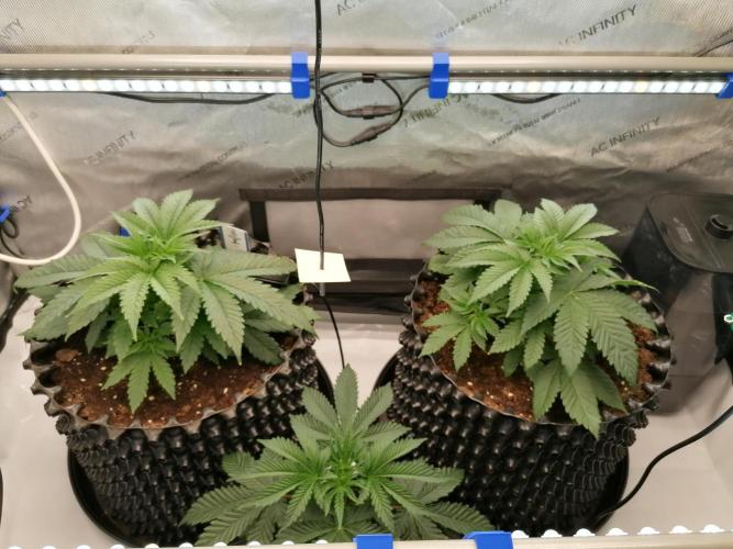 Die nächste Kirsche. Week 4