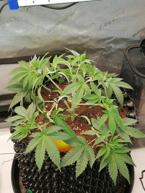 Die nächste Kirsche. Week 5 - #2