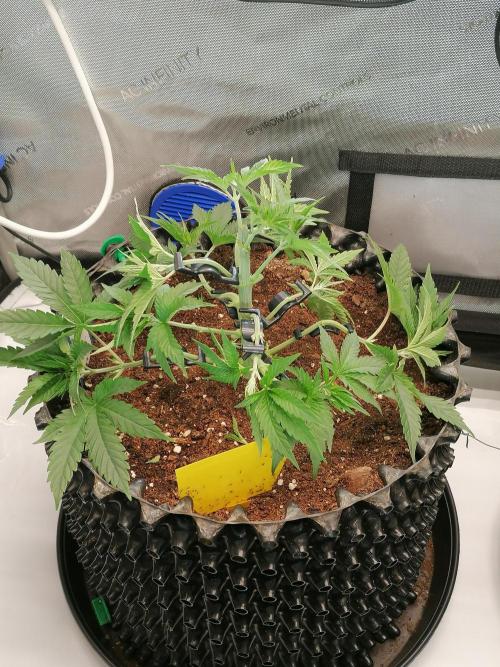 Die nächste Kirsche. Week 5 - #1