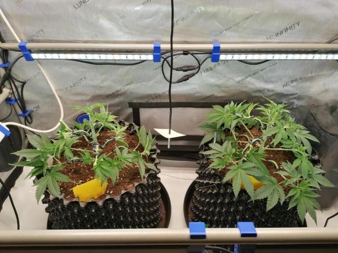 Die nächste Kirsche. Week 5