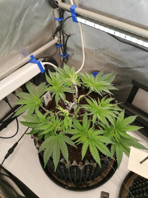 Die nächste Kirsche. Week 5 - Tag33
#1