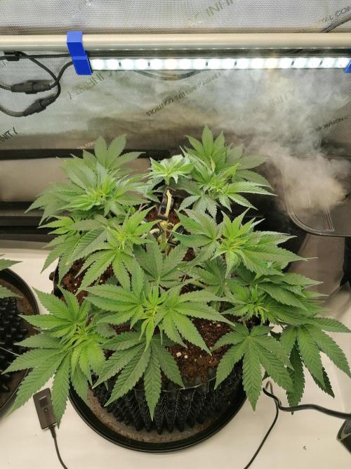 Die nächste Kirsche. Week 6 - #2