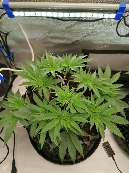 Die nächste Kirsche. Week 6 - #1