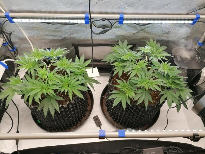 Die nächste Kirsche. Week 6