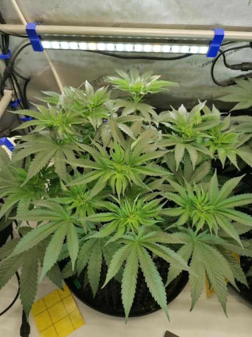 Die nächste Kirsche. Week 7 - #1