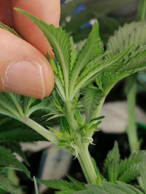 Die nächste Kirsche. Week 7 - #1
Tag11 Blüte 