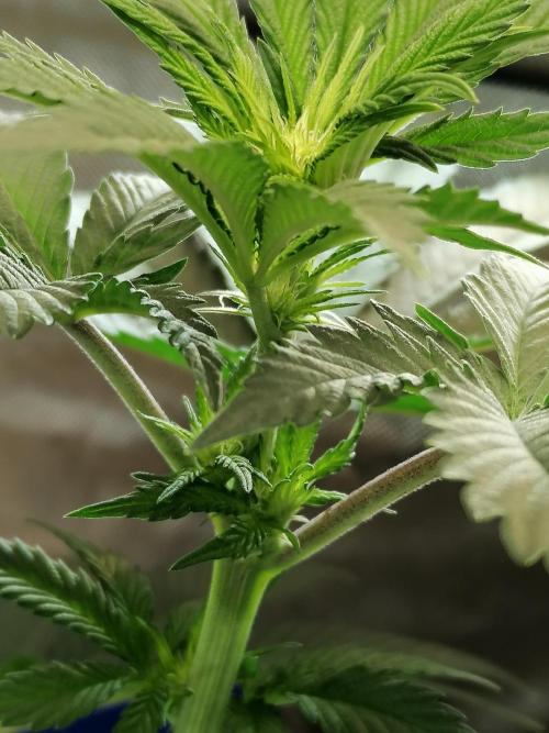 Die nächste Kirsche. Week 7 - #1
Tag11 Blüte 