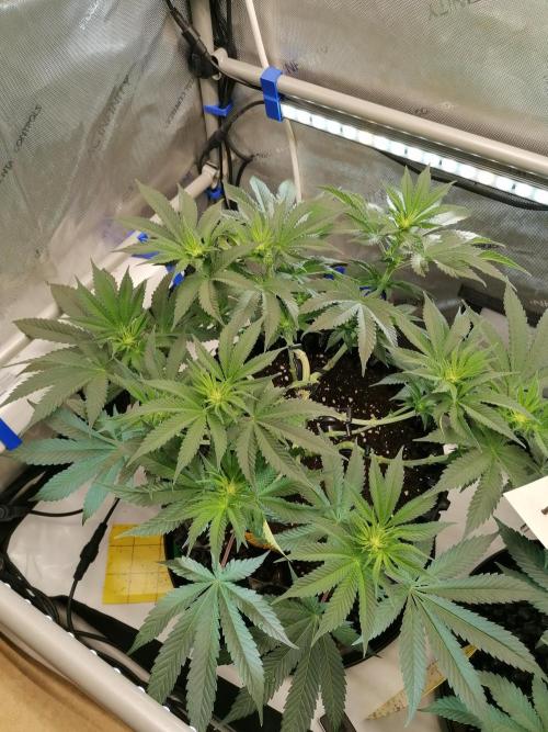 Die nächste Kirsche. Week 7 - #1
Tag11 Blüte 