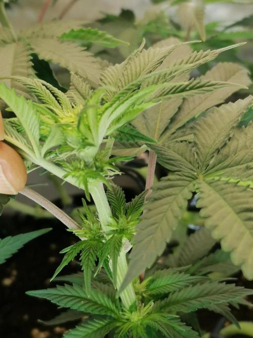 Die nächste Kirsche. Week 7 - #2
Tag11 Blüte 