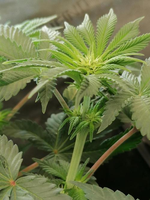 Die nächste Kirsche. Week 7 - #2
Tag11 Blüte 