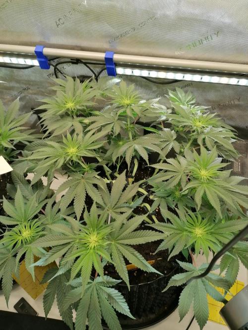 Die nächste Kirsche. Week 7 - #2
Tag11 Blüte 