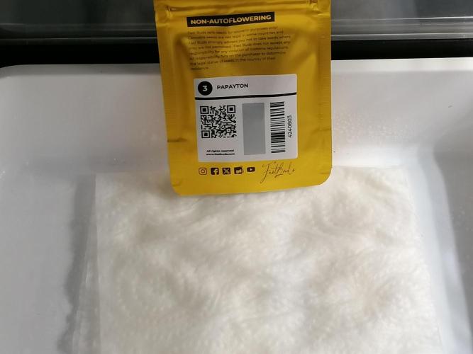 FastBud - Papayton -. Week 0