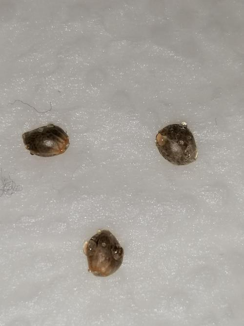 FastBud - Papayton -. Week 0