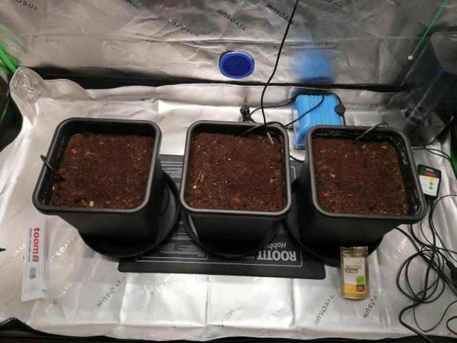 FastBud - Papayton -. Week 0 - Endtöpfe
15l AutoPot 