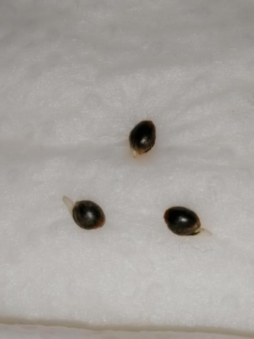 FastBud - Papayton -. Week 0 - Nach 24h