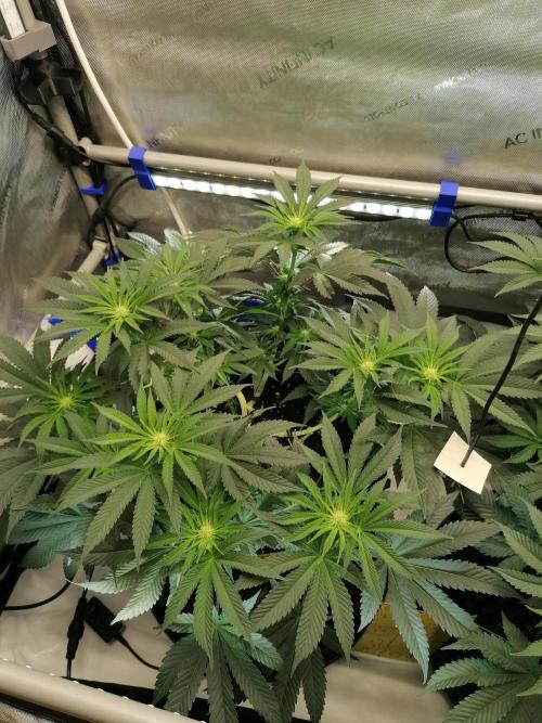 Die nächste Kirsche. Week 8 - #1